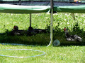 Minigranja. Arcosnatur Imagen 3