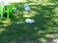 Minigranja. Arcosnatur Imagen 6