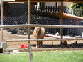 Minigranja. Arcosnatur Imagen 8